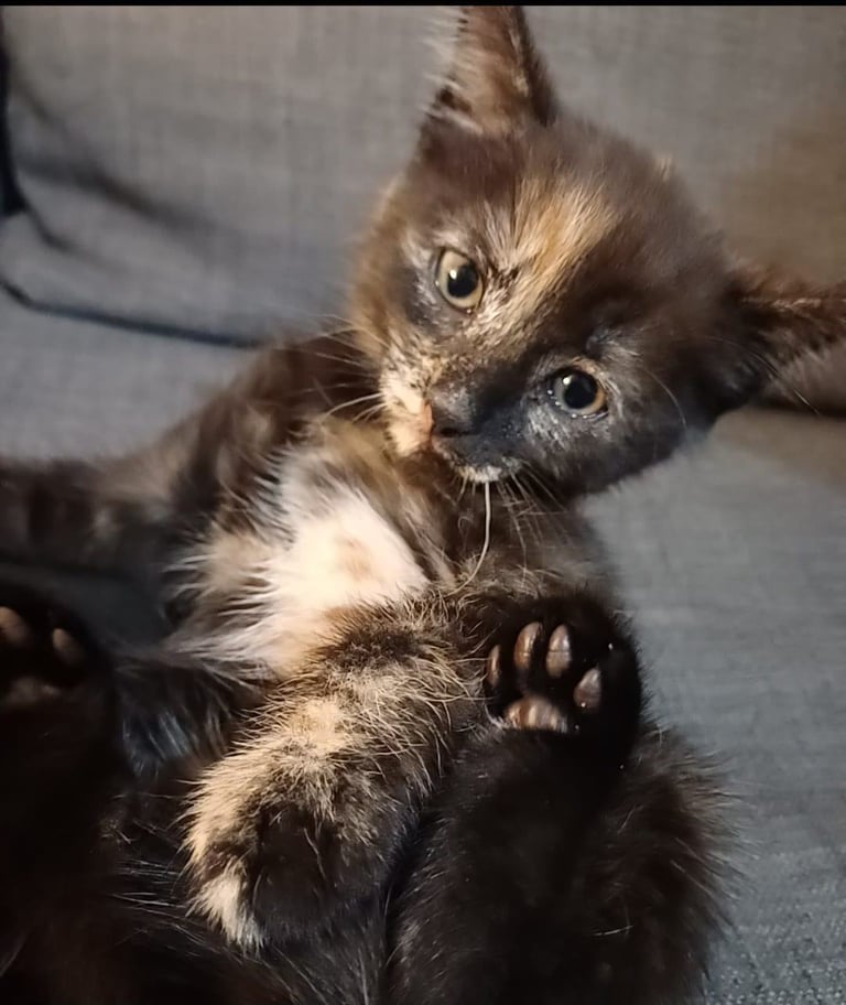 Kittens BSH Blue/Grey Ragdoll