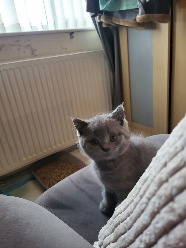 image for 2 beautiful British short hair kittens 