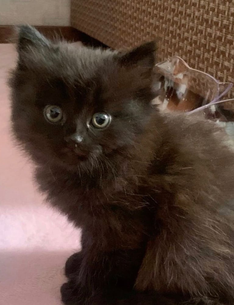 Kittens  ragdoll cross 