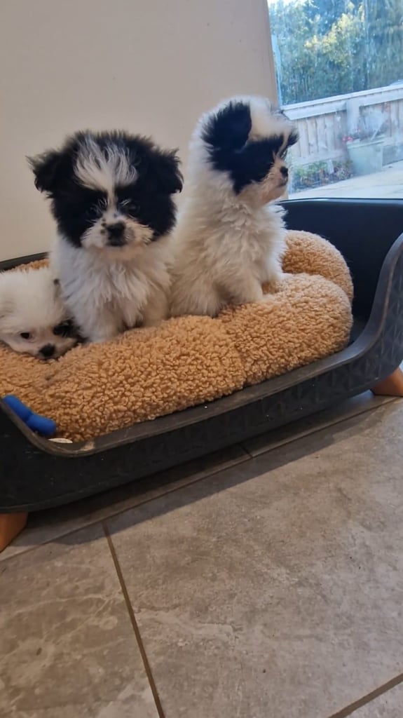 Ready Now 3 Girls. Pomeranian x shitzu health check. 1st vacination.  