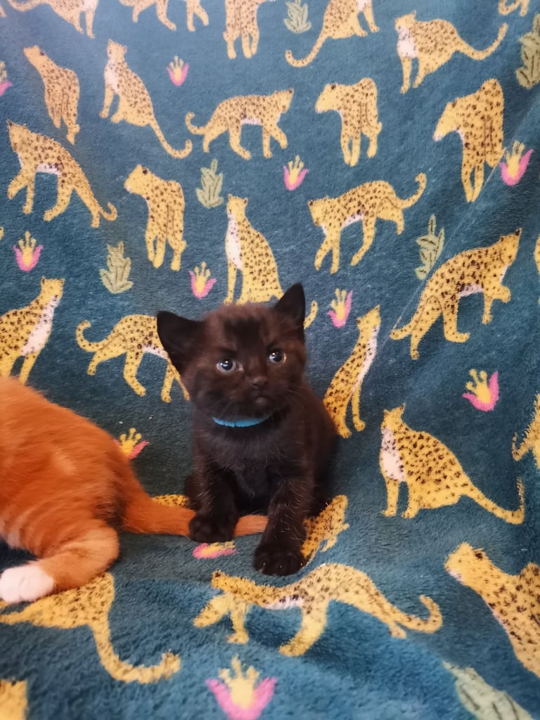 Little fluffy black kitten 