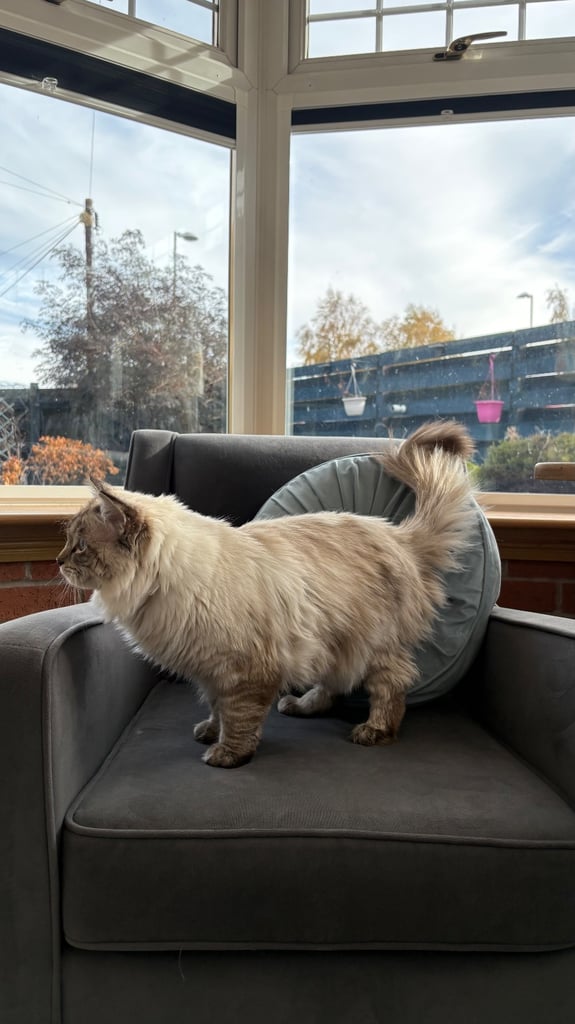 Ragdoll 