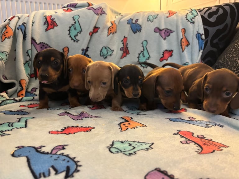 image for Miniature dachshund puppy