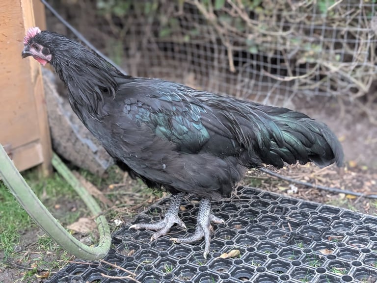 Black Scottish Dumpy Rooster