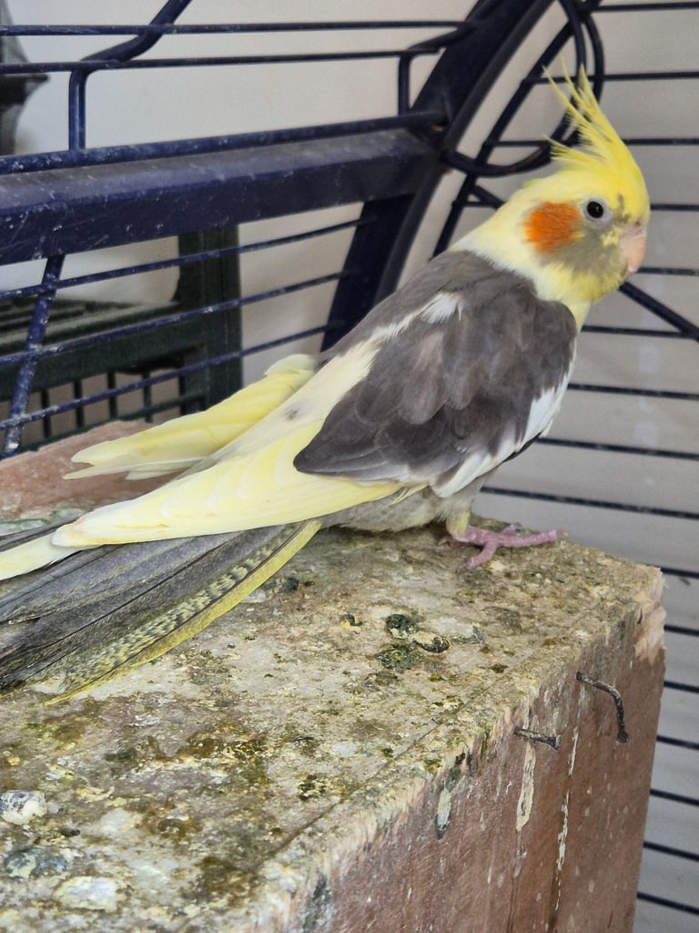 image for Cockatiels