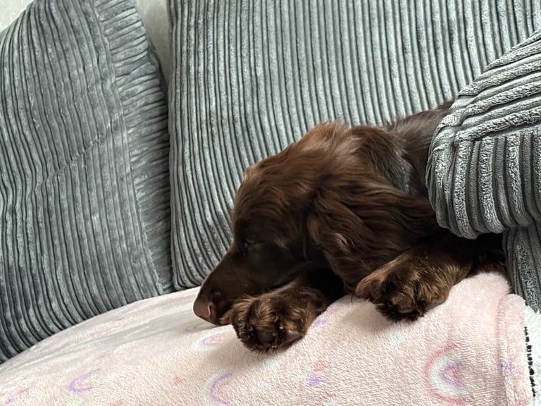 English cocker spaniel puppy