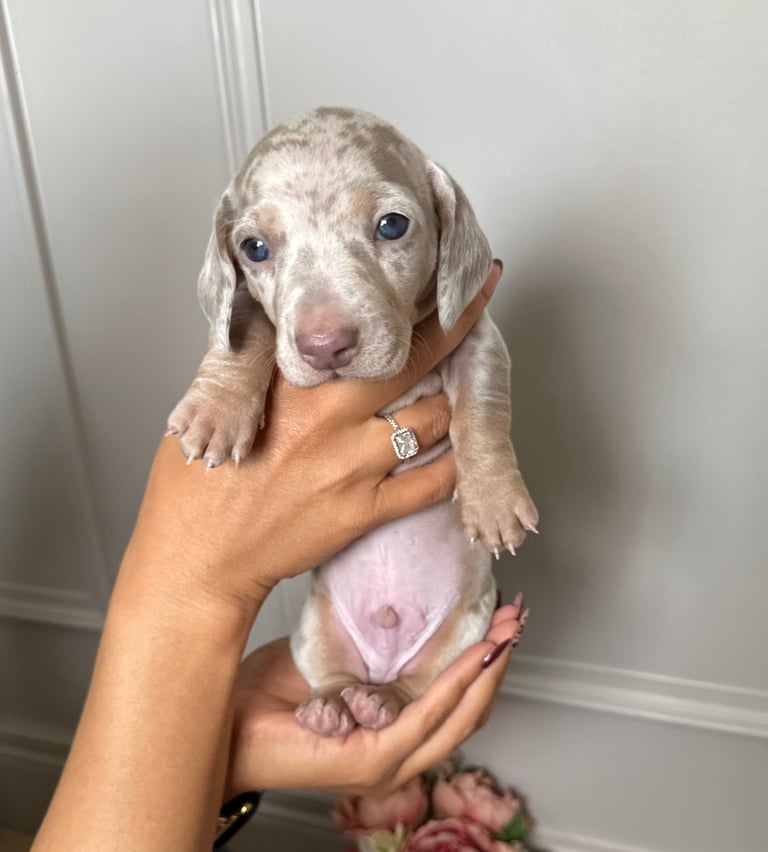 KC registered Miniature Dachshund Puppies Smooth Haired  