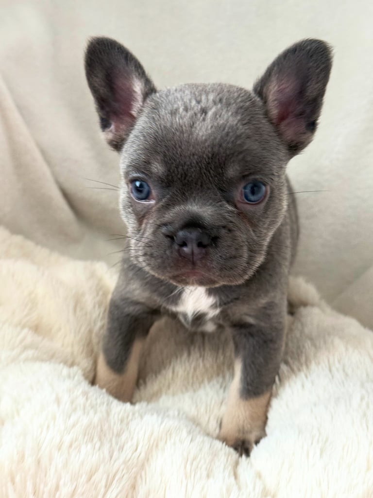 image for French bull dog puppies 