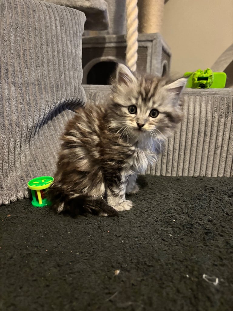 1 FEMALE MAINE COON KITTEN STILL AVAILABLE