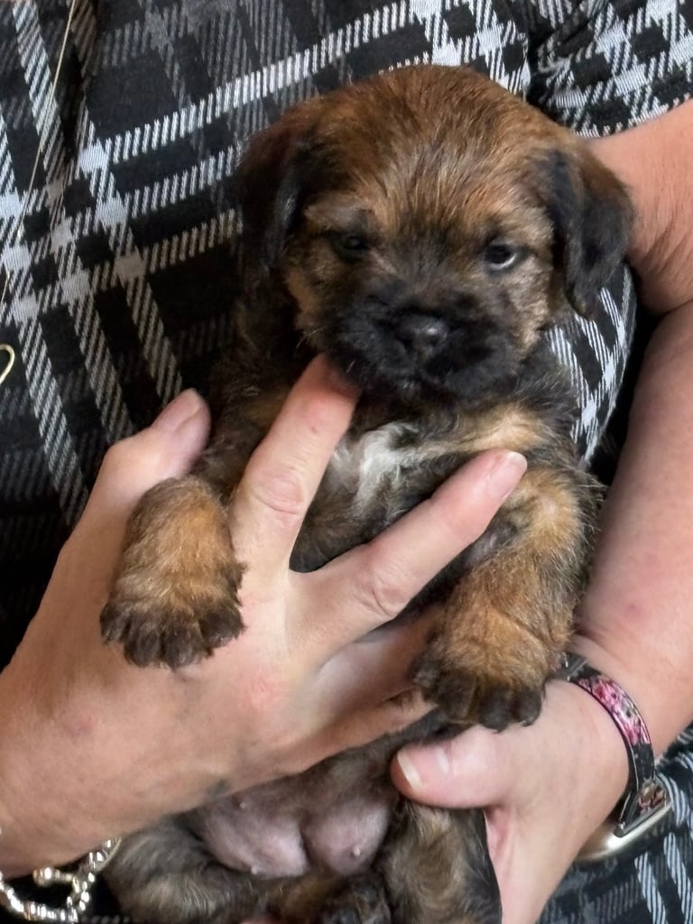 Border Terrier pups 
