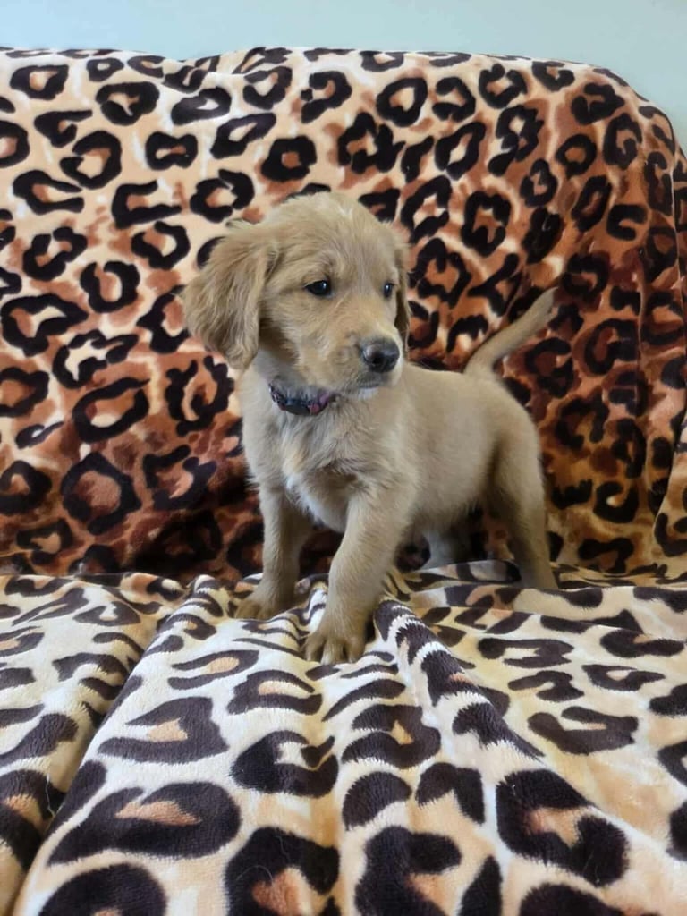 F1 Goldendoodle female pup