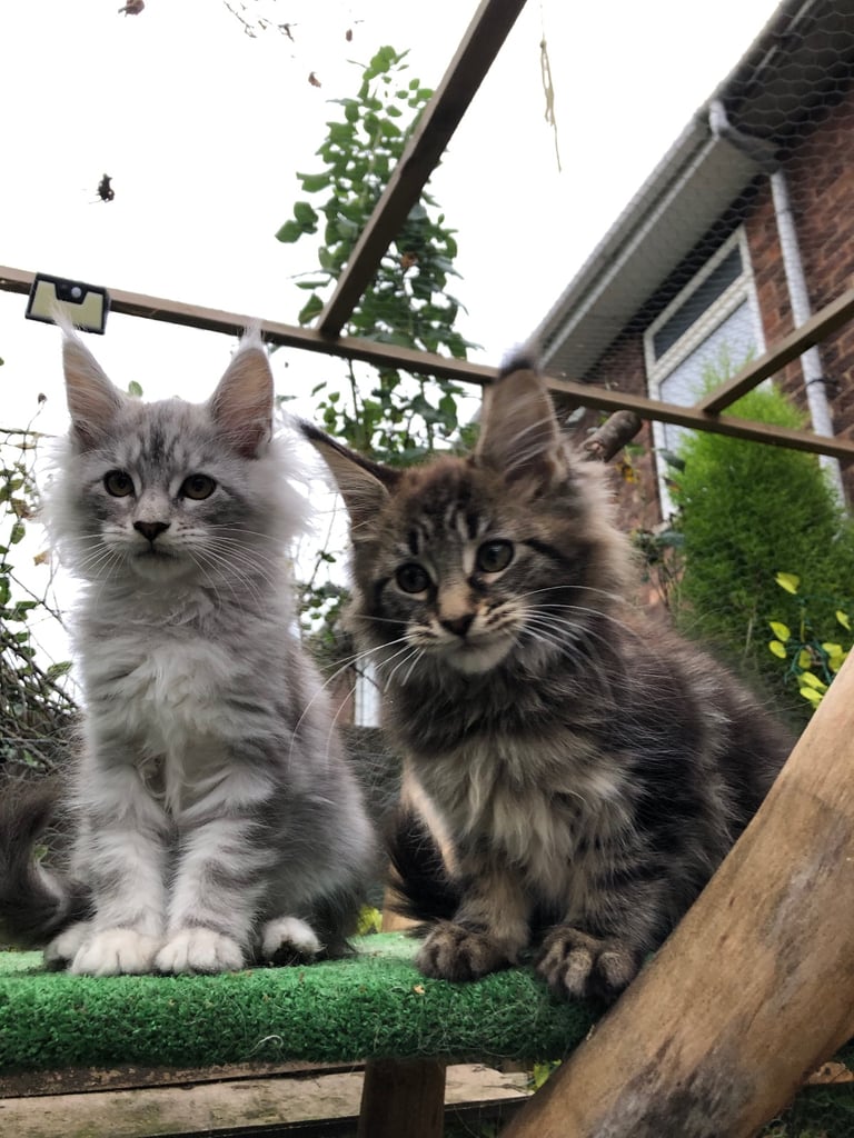 Maine coon kittens ready now