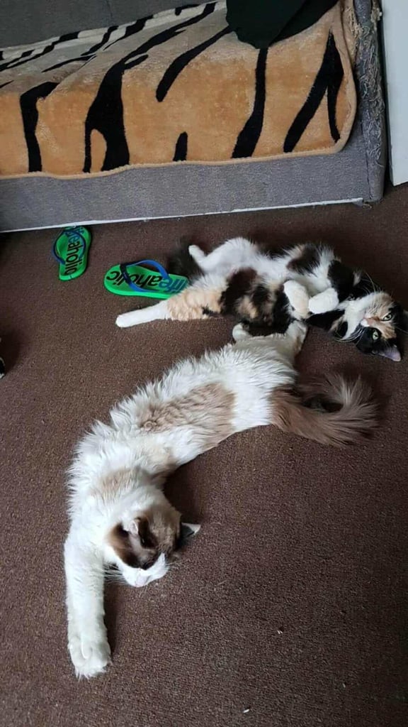 mixed ragdoll kitten(male)