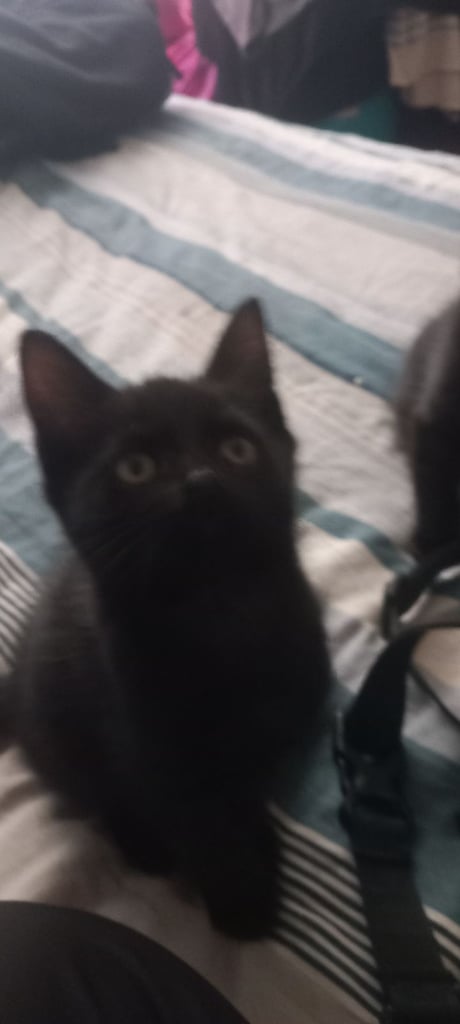 😻KITTENS FOR SALE😻