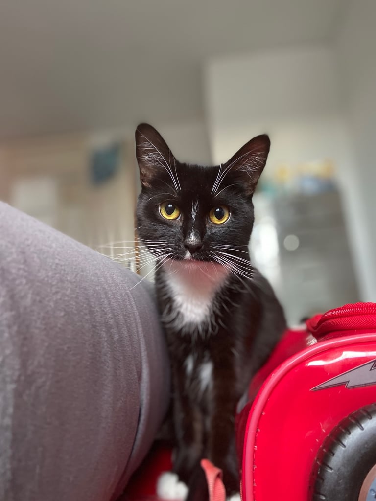 image for Cat in need of new home