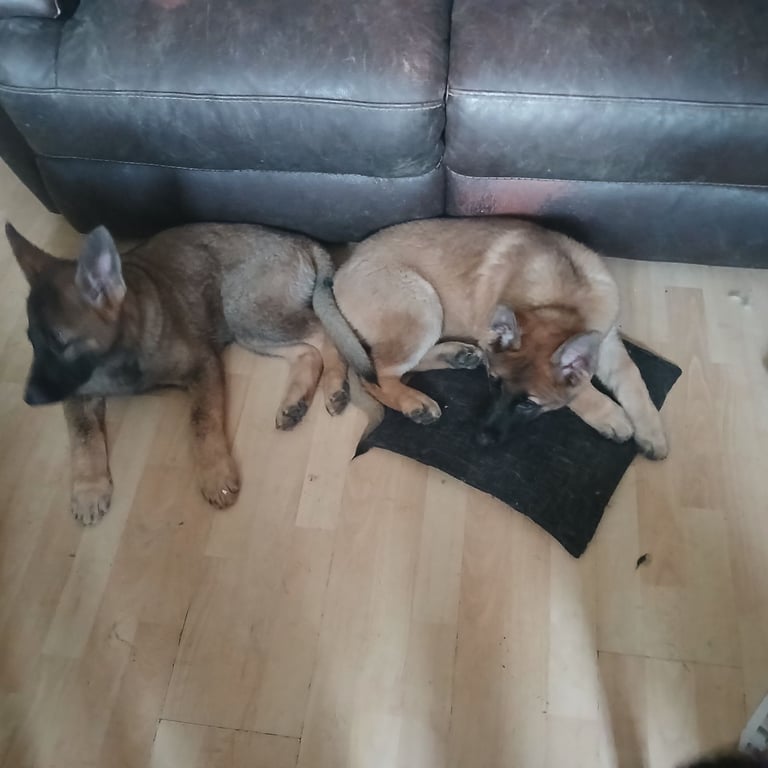 Beautiful German shepherd pups 