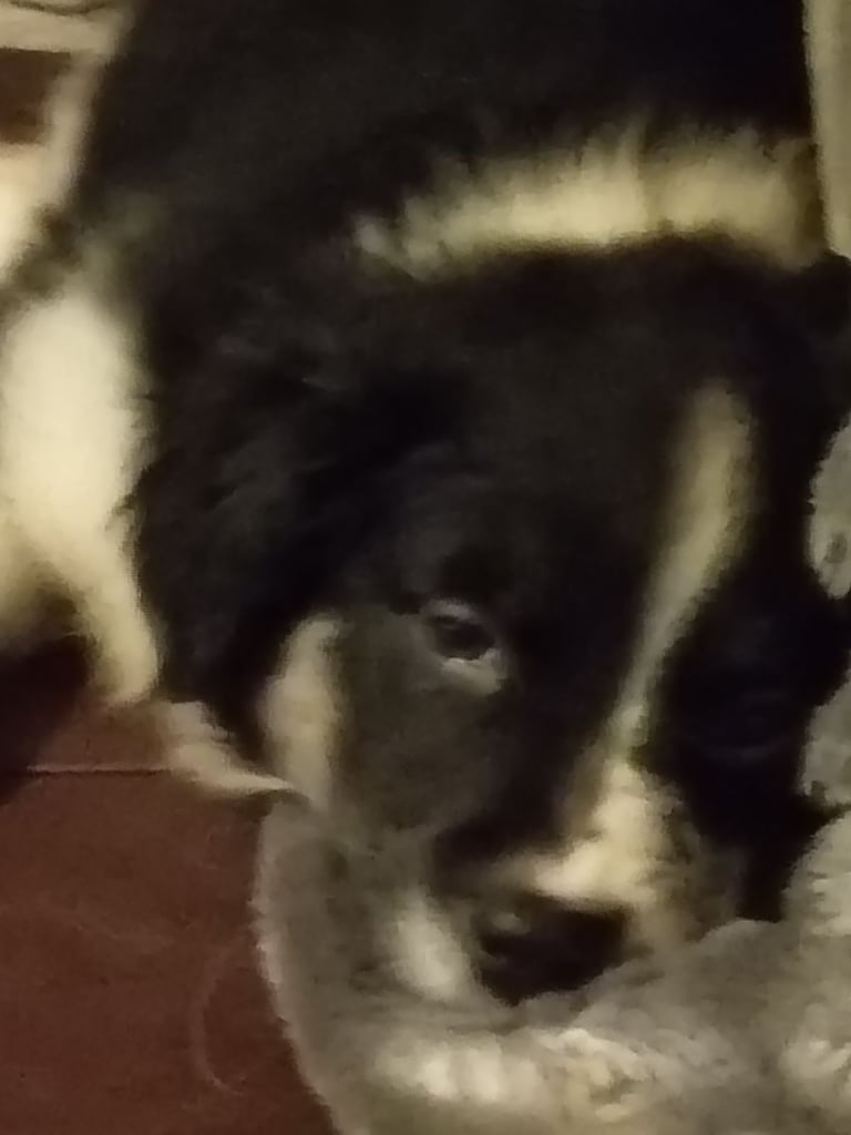 Absolutely stunning fluffy border collie puppies 