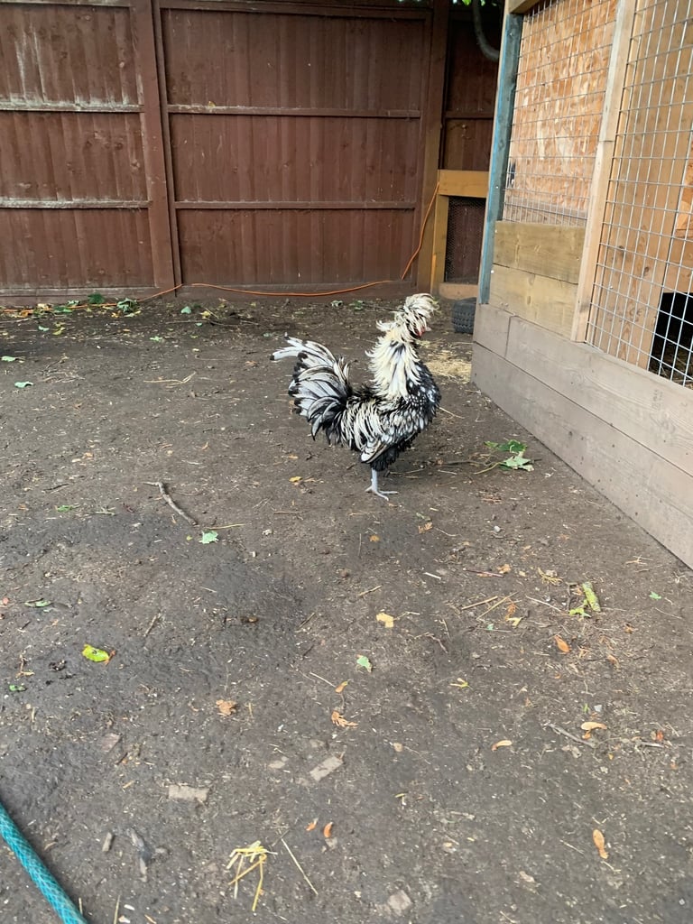 Cockerel Chicken six months old friendly