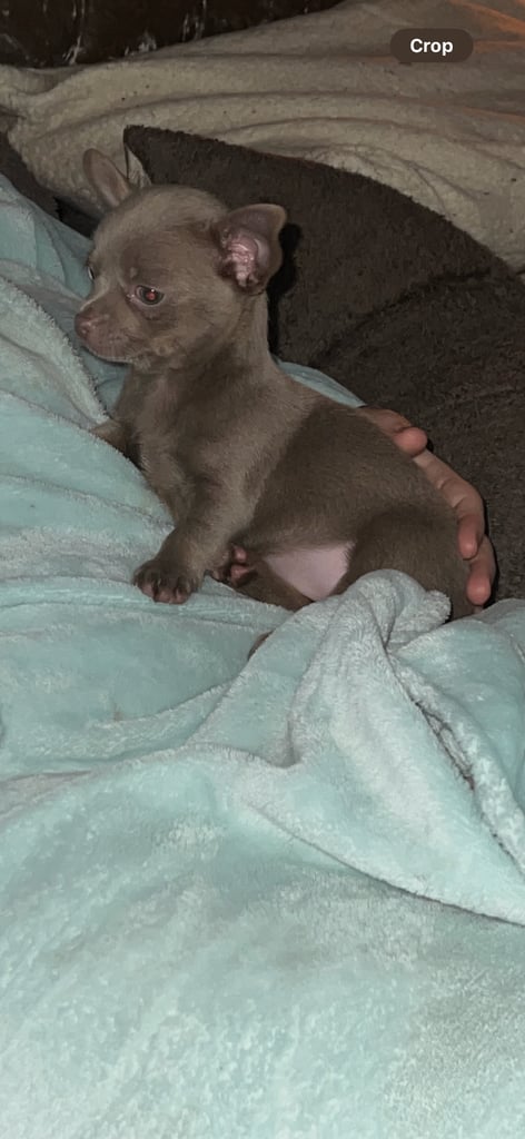 Chihuahua puppy’s 