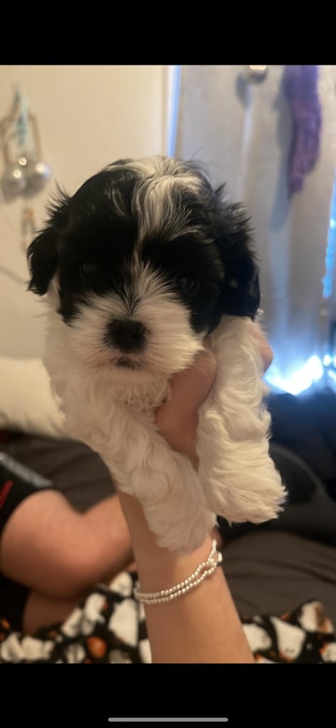 Last female Maltipoo