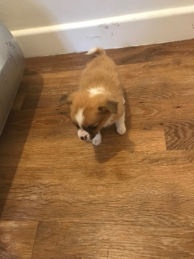 6 Jack Russel x Chihuahua puppies 