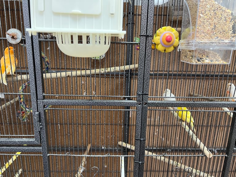Canaries and budgies 