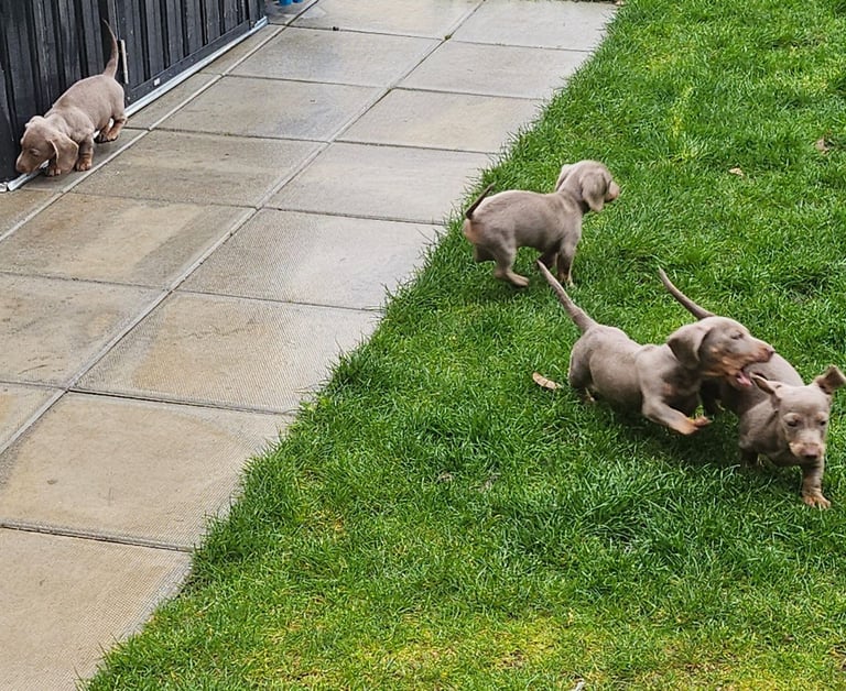 Isabella and tan miniature daschunds - Available now