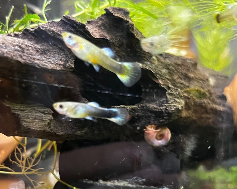Young fancy guppies 