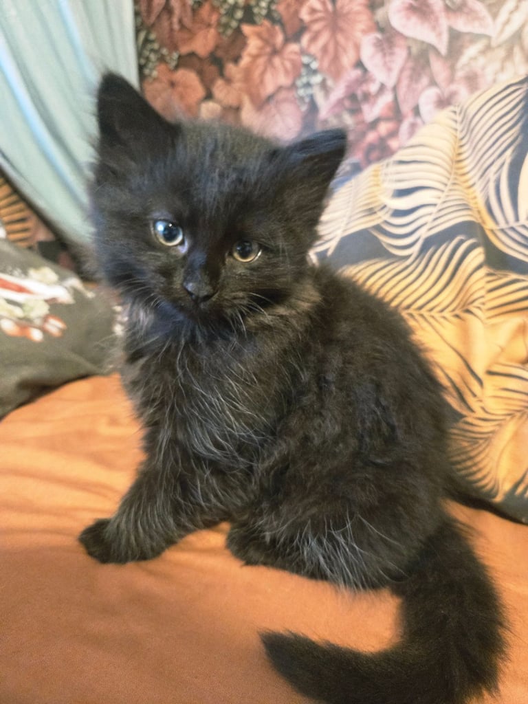 image for Female long hair fluffy kitten