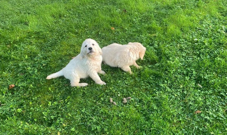 Golden Retriever puppies 