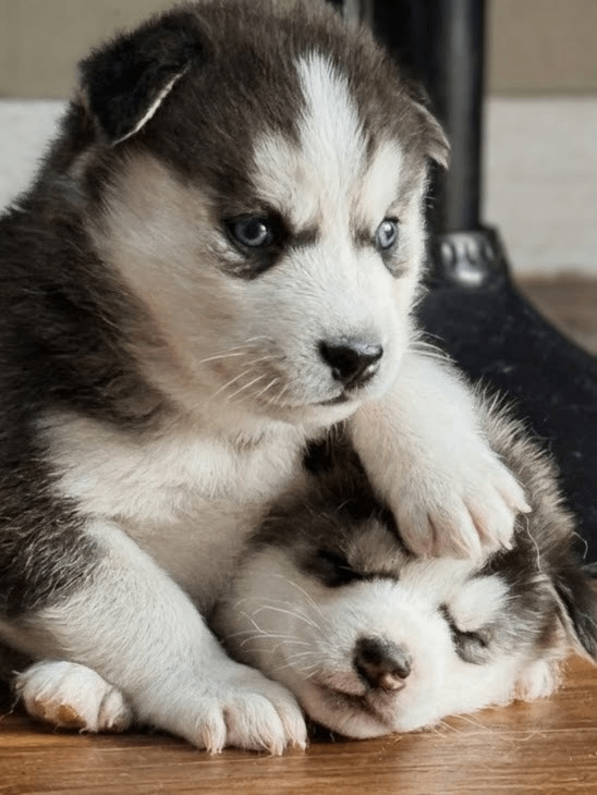 Beautiful Siberian Husky puppies 