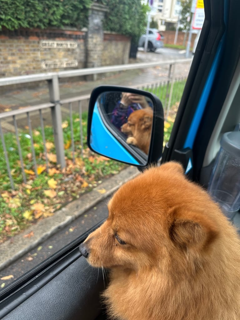 image for Pomeranian dog almost 3 years