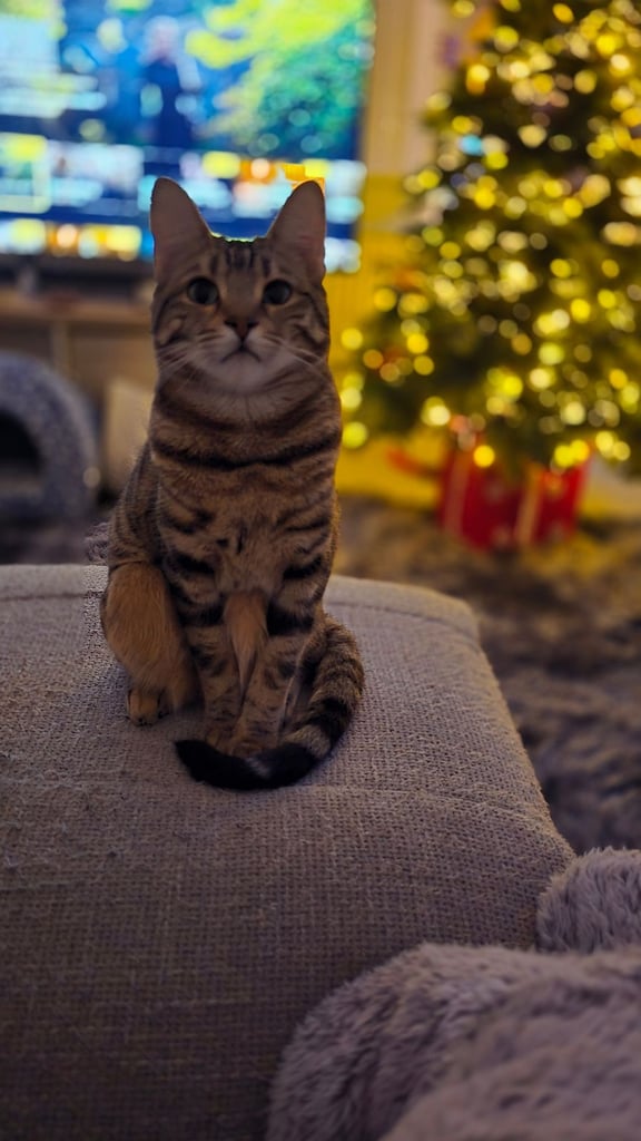 Bengal x tabby girl