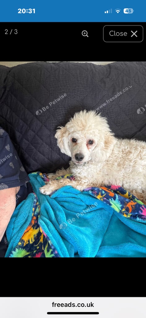 Male poodle  puppy for sale 