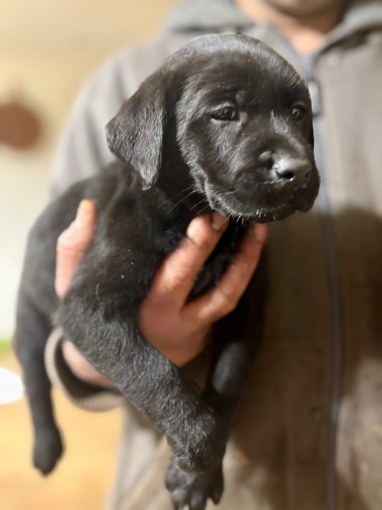 Two Female Black Pups Left