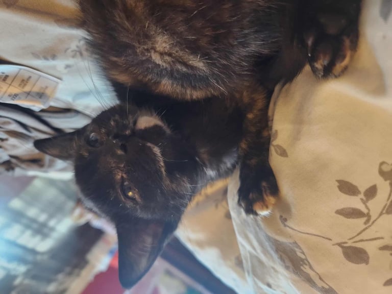 8 kittens looking for new homes