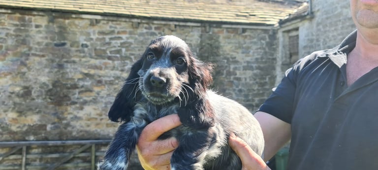 Stunning show cocker pups female 