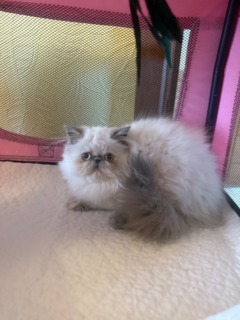 💗 Beautiful Persian Kittens 💗