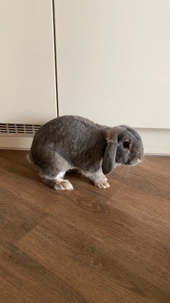 URGENT! Sweet Mini Lop Bunny Looking for a Loving Home 