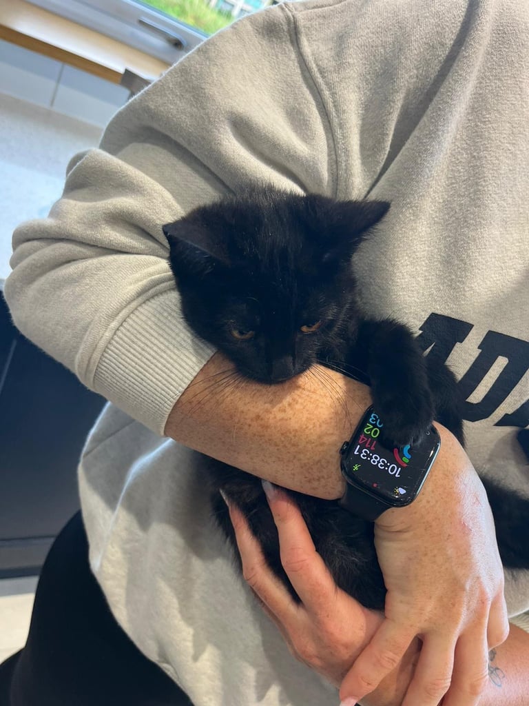 image for Girl kitten