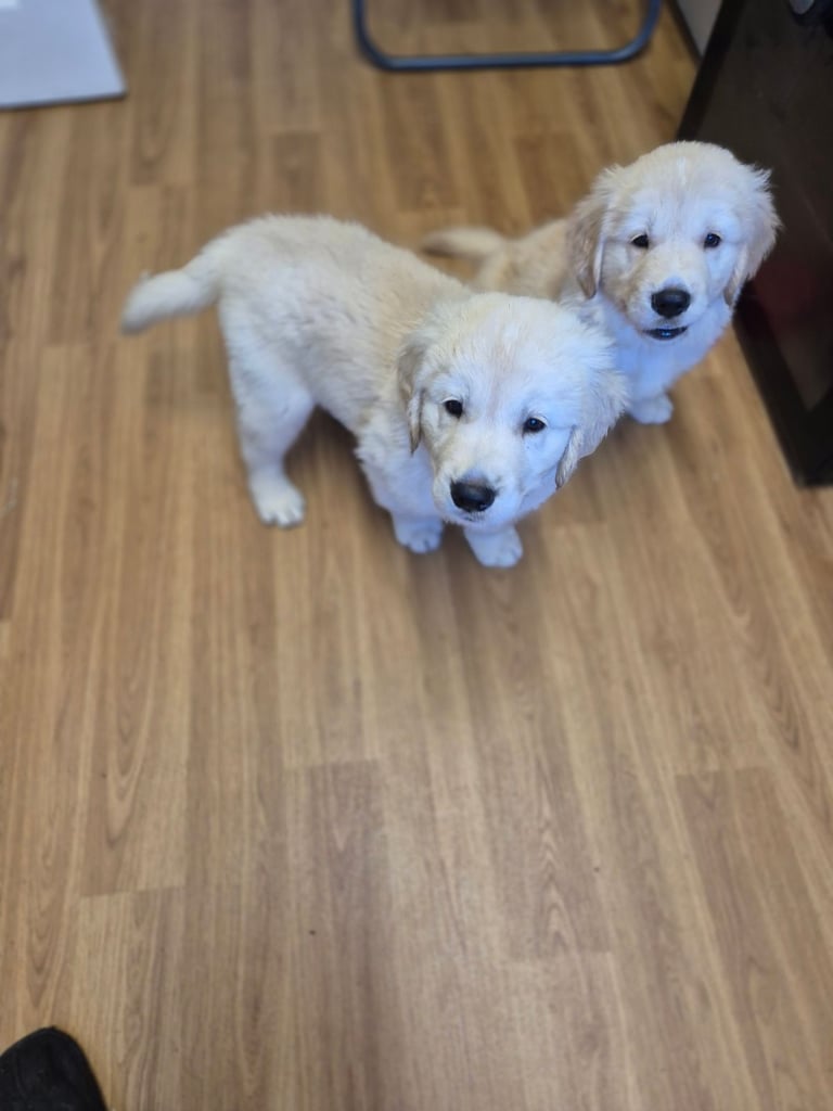 Golden retriever puppies 