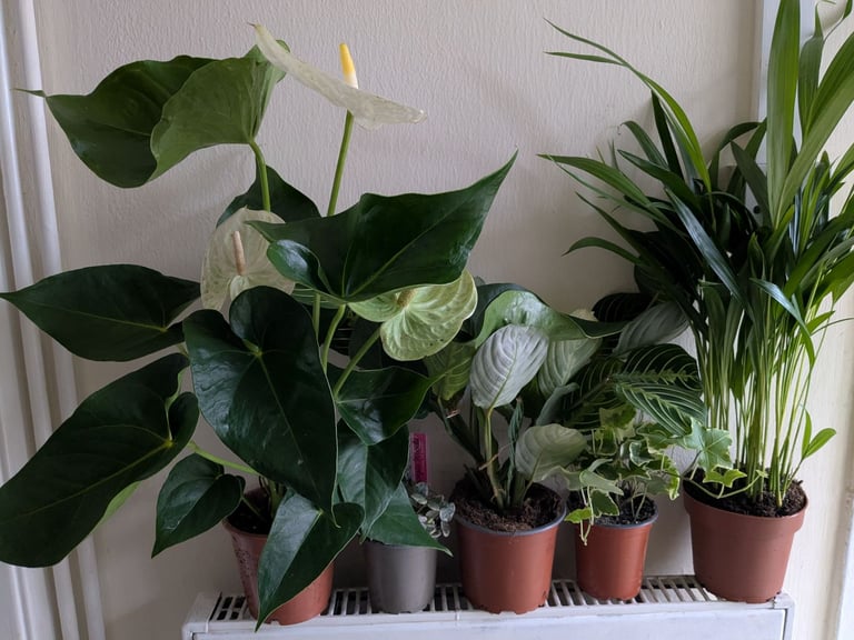 image for 5 Brand new Plants for £20