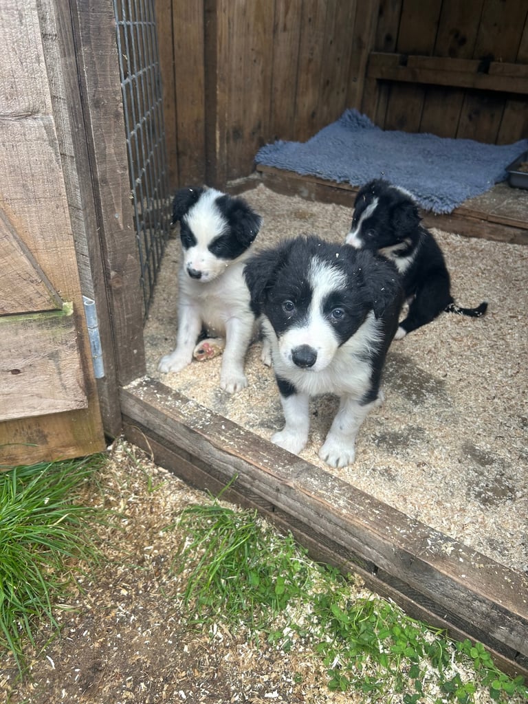 Puppies 