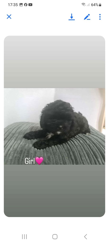 Beautiful shihpoo puppies 