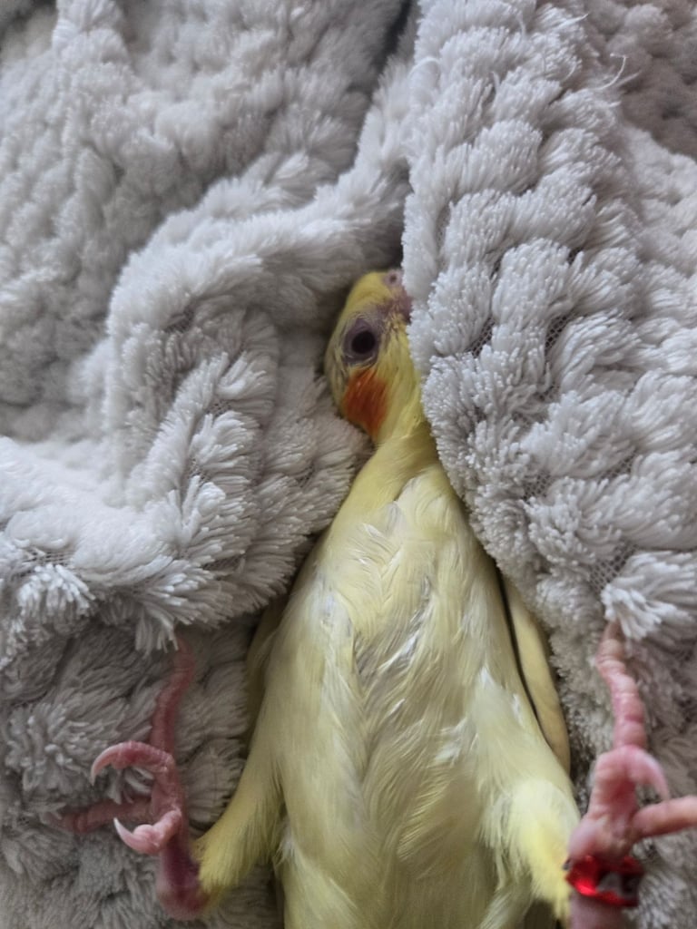 Lutino Cockatiel – Ultra Tame, Hand-Fed, No DNA test, Collection Only