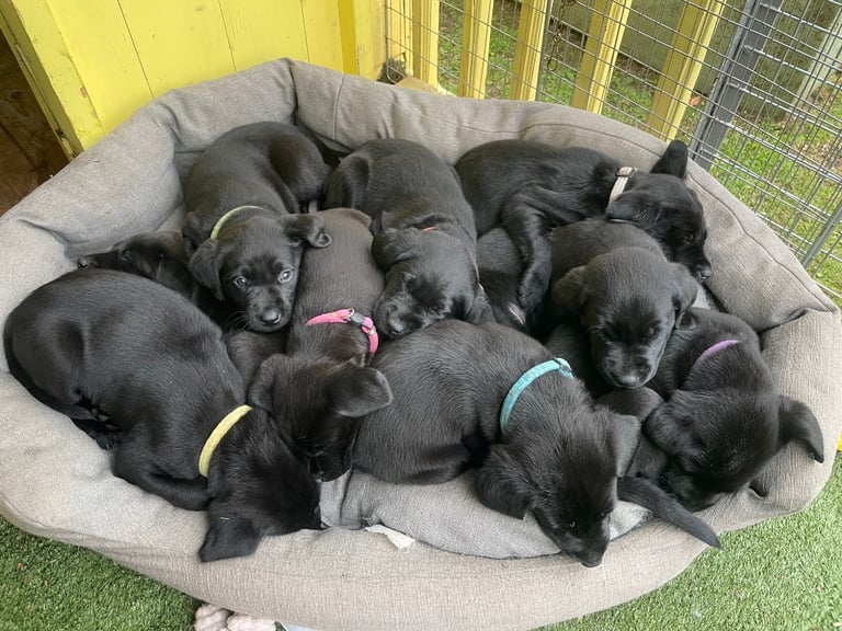 Beautiful Black Labrador pups for sale