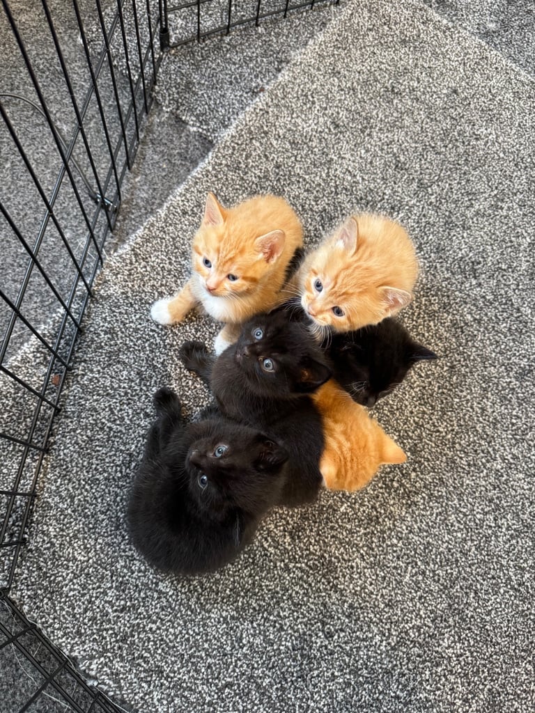 Kittens looking for their forever homes