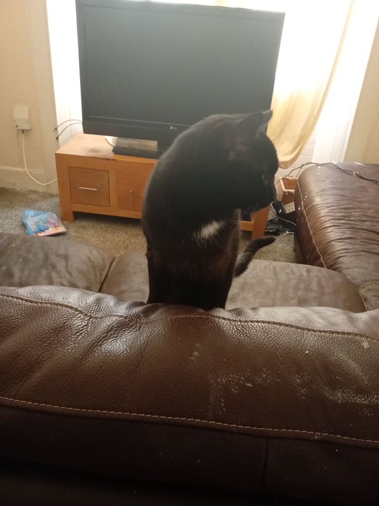 Cat looking for his forever home 