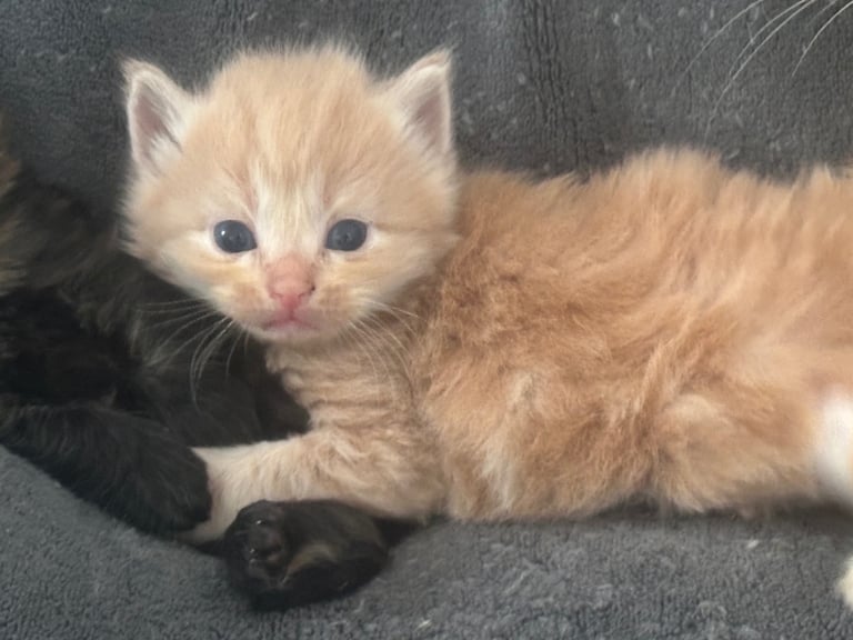 Ragdoll kittens for sale 