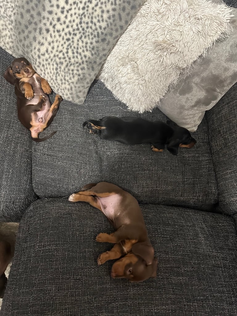 Minature dachshund puppy. 